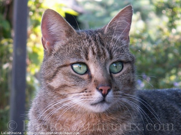 Photo de Chat domestique