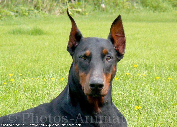 Photo de Dobermann