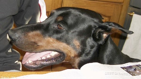 Photo de Dobermann