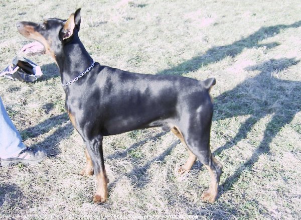 Photo de Dobermann