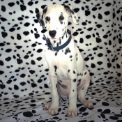 Photo de Dalmatien