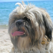 Photo de Shih tzu