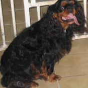 Photo de King charles spaniel