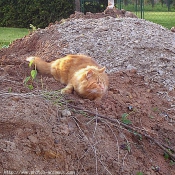 Photo de Chat domestique