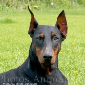 Photo de Dobermann