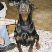 Photo de Dobermann