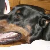 Photo de Dobermann