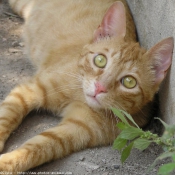 Photo de Chat domestique