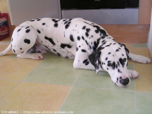 Photo de Dalmatien