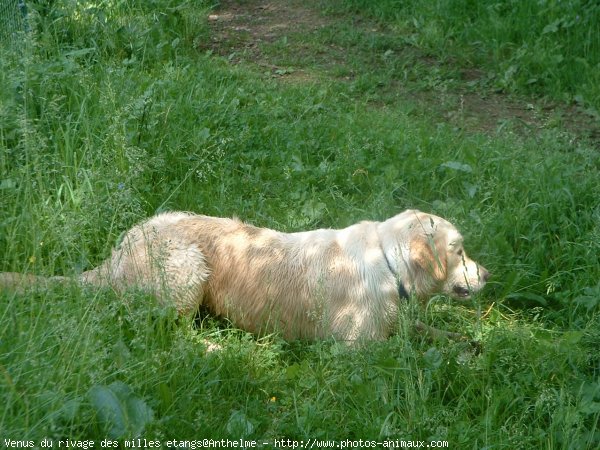 Photo de Golden retriever