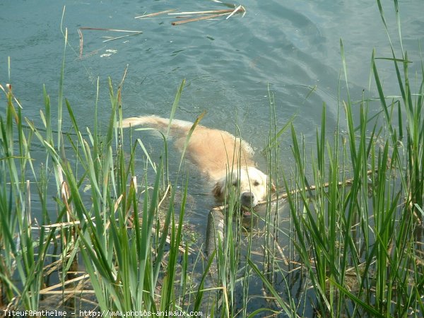 Photo de Golden retriever