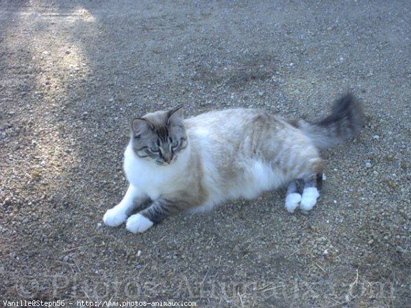 Photo de Croisement