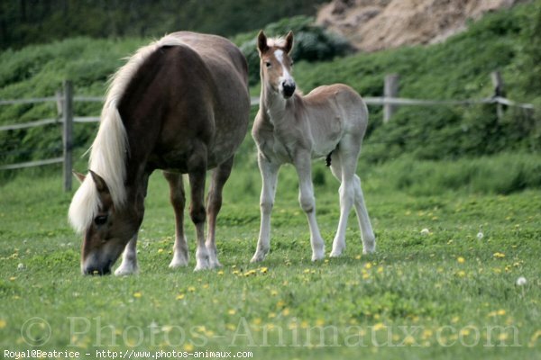 Photo de Haflinger