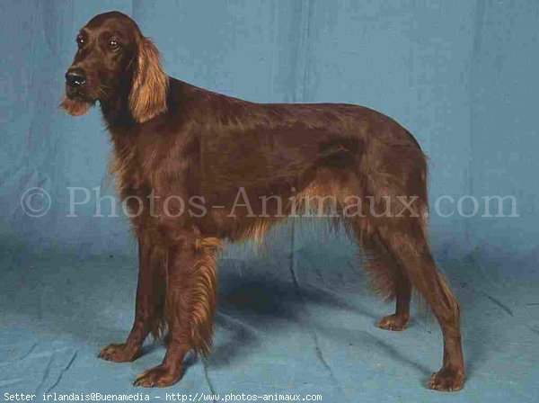 Photo de Setter irlandais rouge