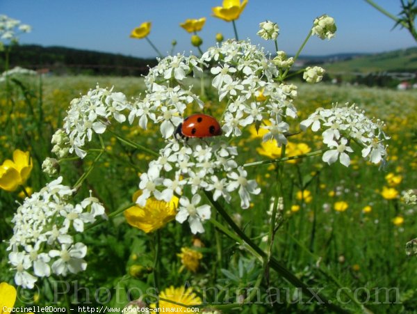 Photo de Coccinelle