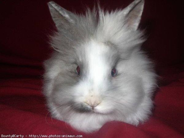 Photo de Lapin