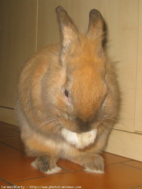 Photo de Lapin