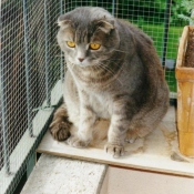 Photo de Scottish fold