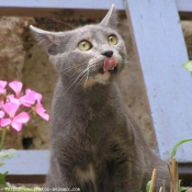 Photo de Chat domestique