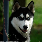 Photo de Husky siberien