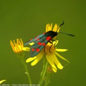 Photo de Papillon