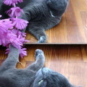 Photo de Chartreux