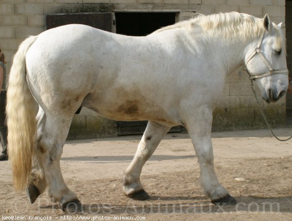 Photo de Percheron