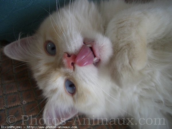 Photo de Ragdoll