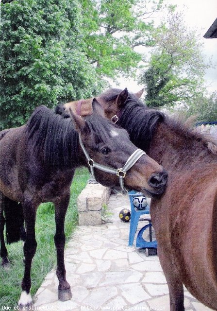 Photo de Races diffrentes