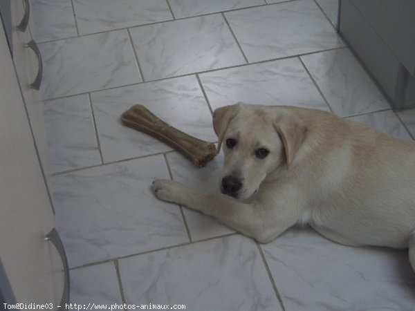 Photo de Labrador retriever