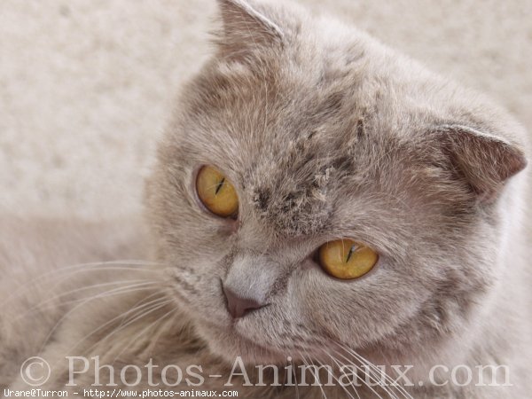 Photo de Scottish fold