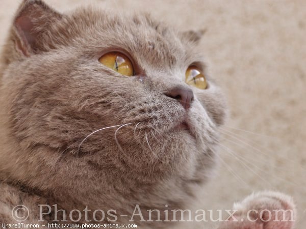 Photo de Scottish fold