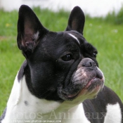 Photo de Bouledogue franais