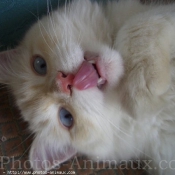 Photo de Ragdoll