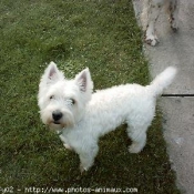 Photo de West highland white terrier