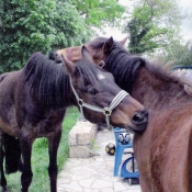 Photo de Races diffrentes