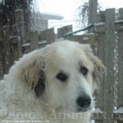 Photo de Chien de montagne des pyrnes