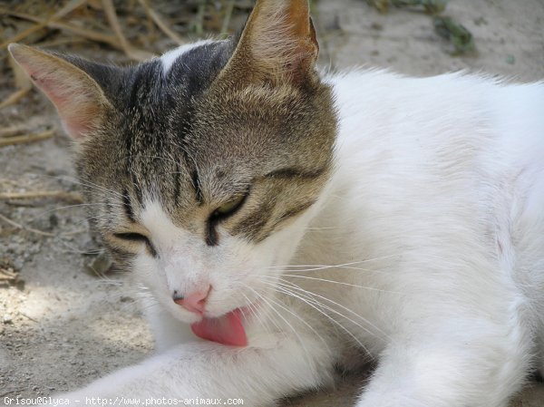 Photo de Chat domestique