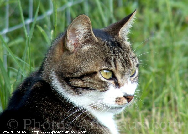 Photo de Chat domestique