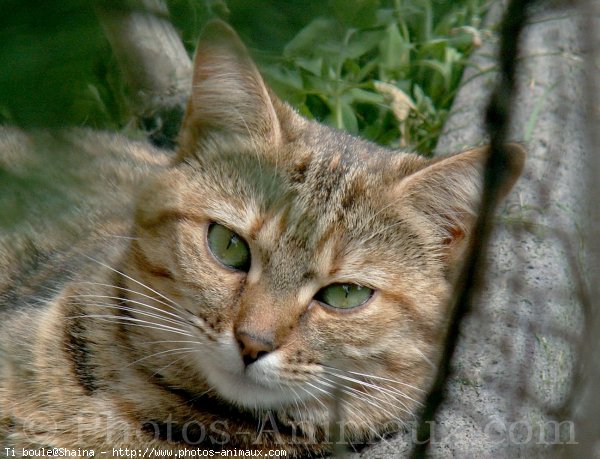 Photo de Chat domestique