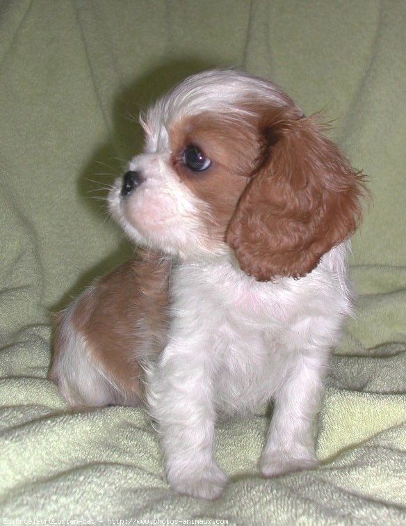 Photo de Cavalier king charles spaniel