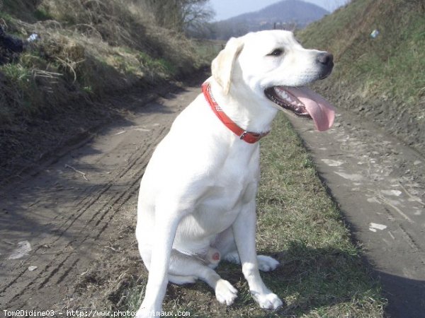 Photo de Labrador retriever