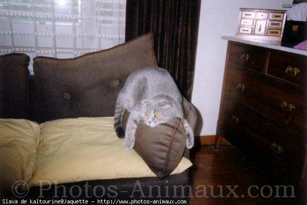 Photo de Scottish fold