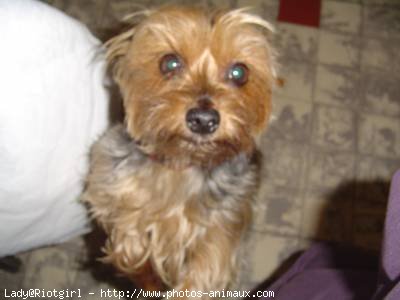 Photo de Yorkshire terrier