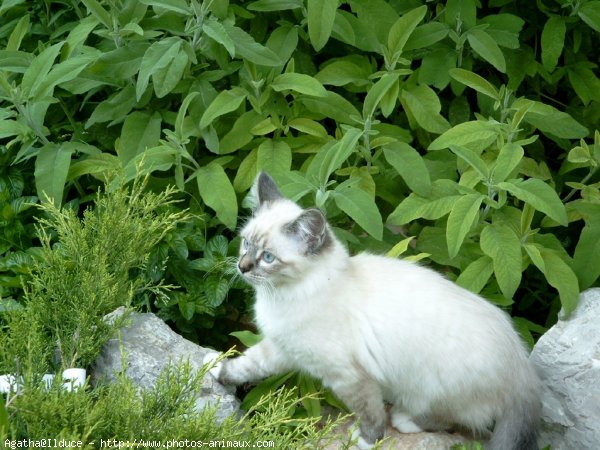 Photo de Sacr de birmanie