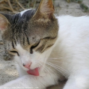 Photo de Chat domestique