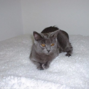 Photo de Chartreux