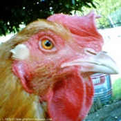 Photo de Poule