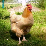 Photo de Poule