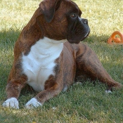 Photo de Boxer